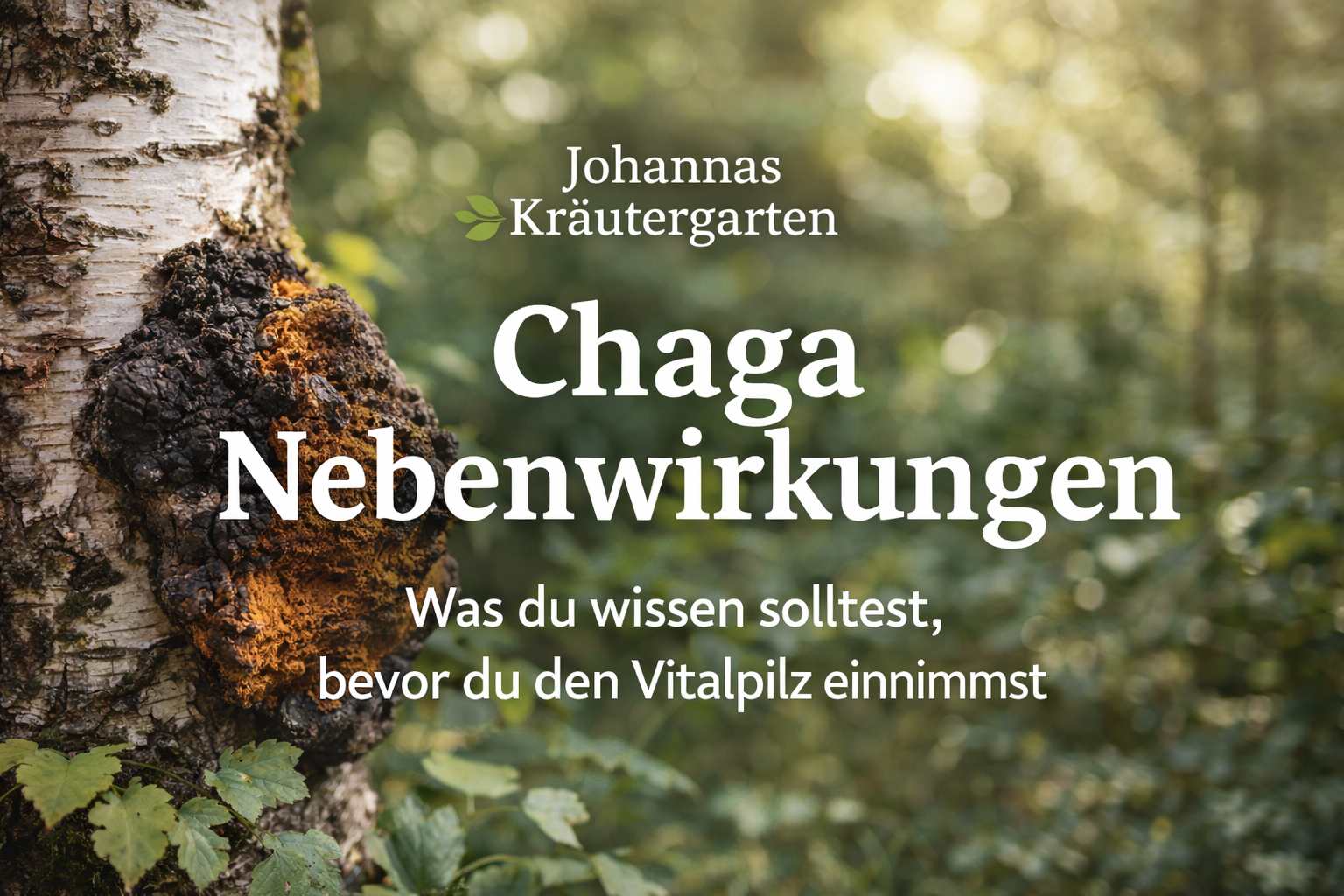 Chaga Nebenwirkungen